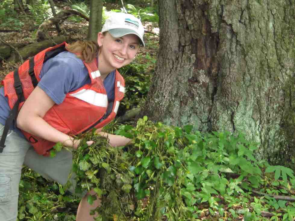 Angela Chaffee, '04, removing invasive species along the Connecticut River.